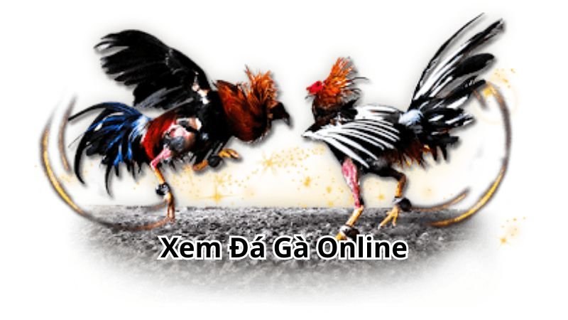 Xem Đá Gà Online Không Giới Hạn Và Chơi Game Thắng Lớn