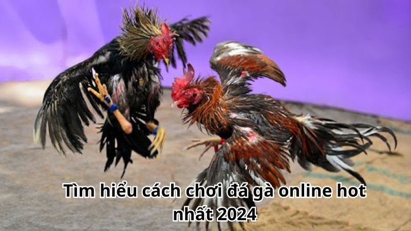 Tìm hiểu cách chơi đá gà online hot nhất 2024